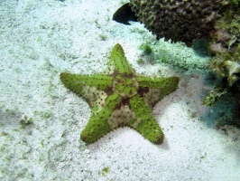 IMG 8924 Cushion Starfish